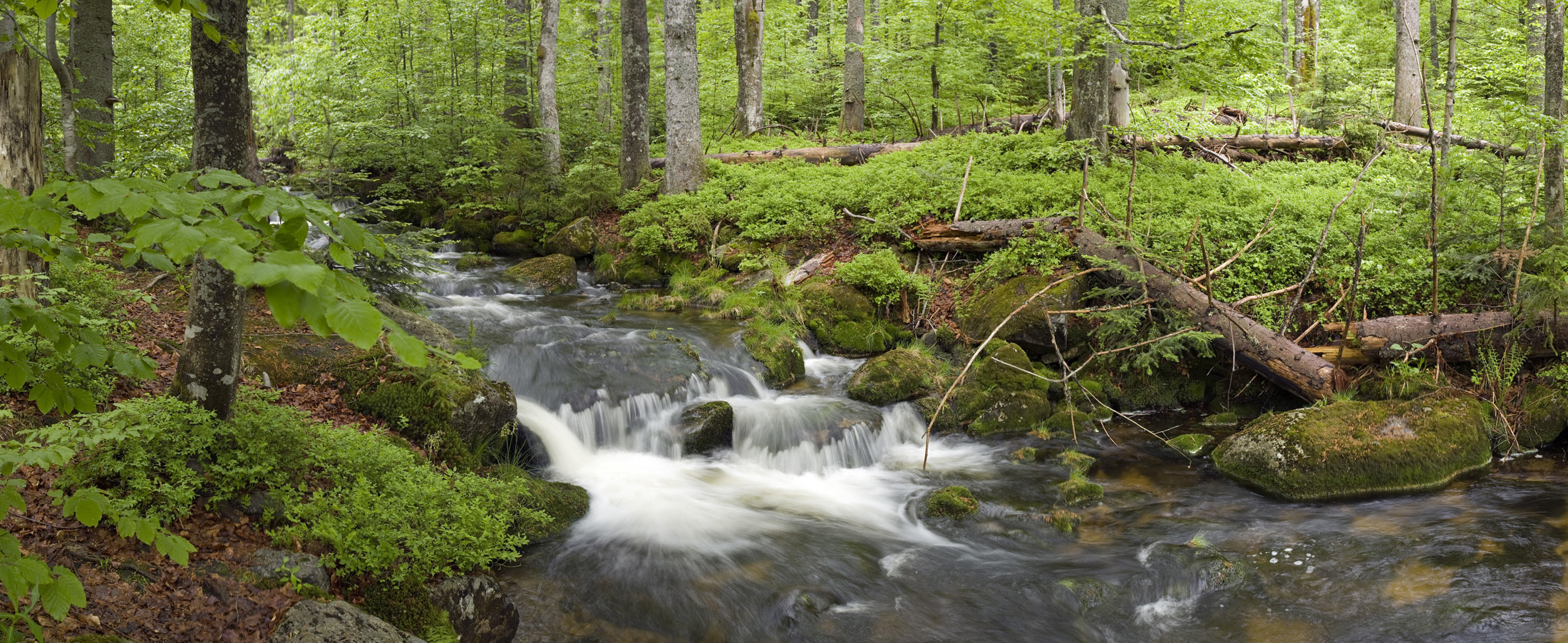 Neues aus dem Bayerischen Wald News & Pressemitteilungen aus der Region Bayerischer Wald